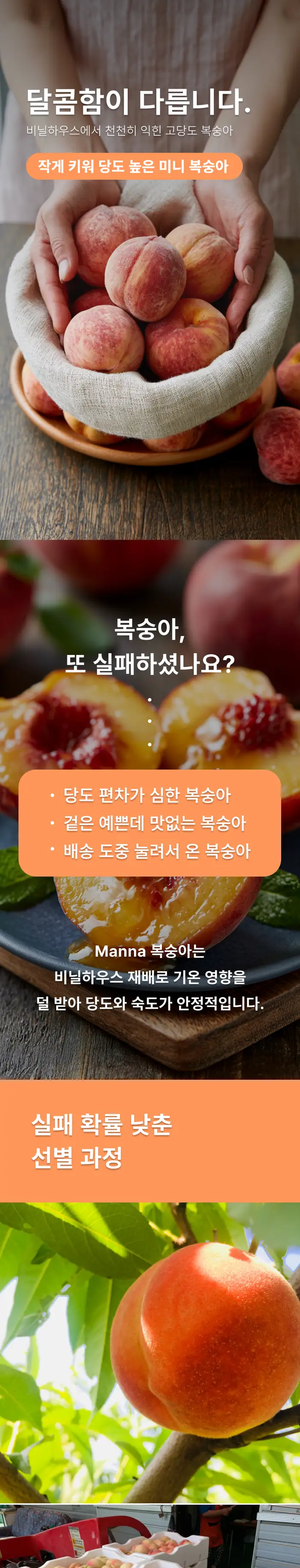 복숭아 상세페이지